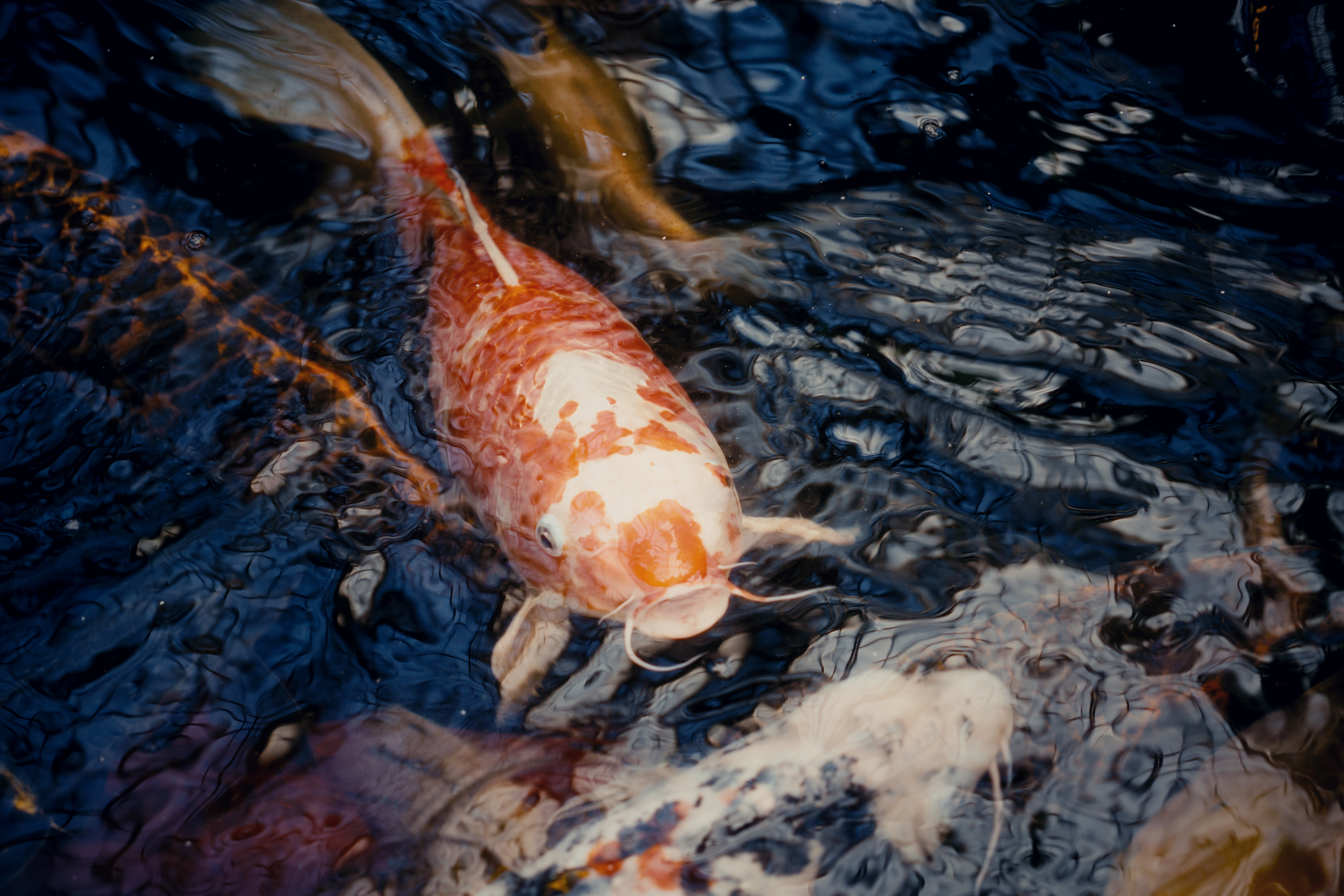 Photo taken on 2024-10-25