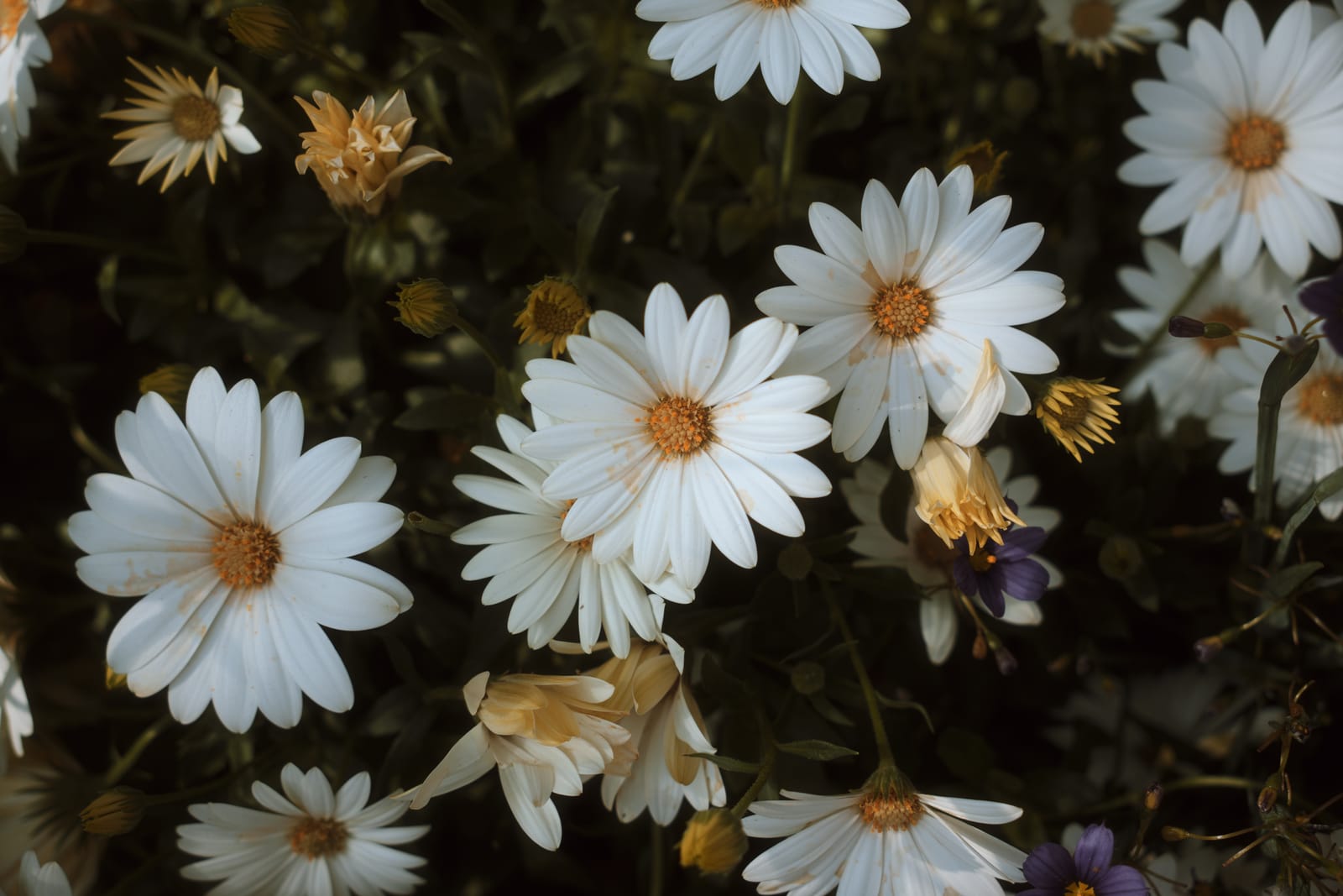 Photograph by Amir Abdur-Rahim, 2025-05-07 — ILCE-6700, 18-50mm F2.8 DC DN | Contemporary 021