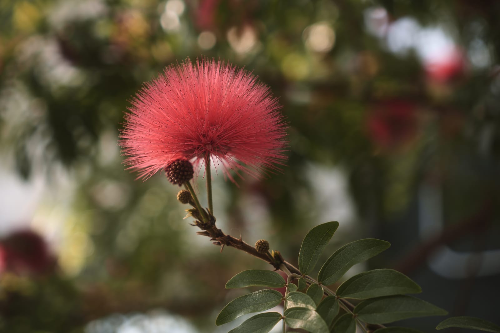 Photograph by Amir Abdur-Rahim, 2025-05-07 — ILCE-6700, 18-50mm F2.8 DC DN | Contemporary 021