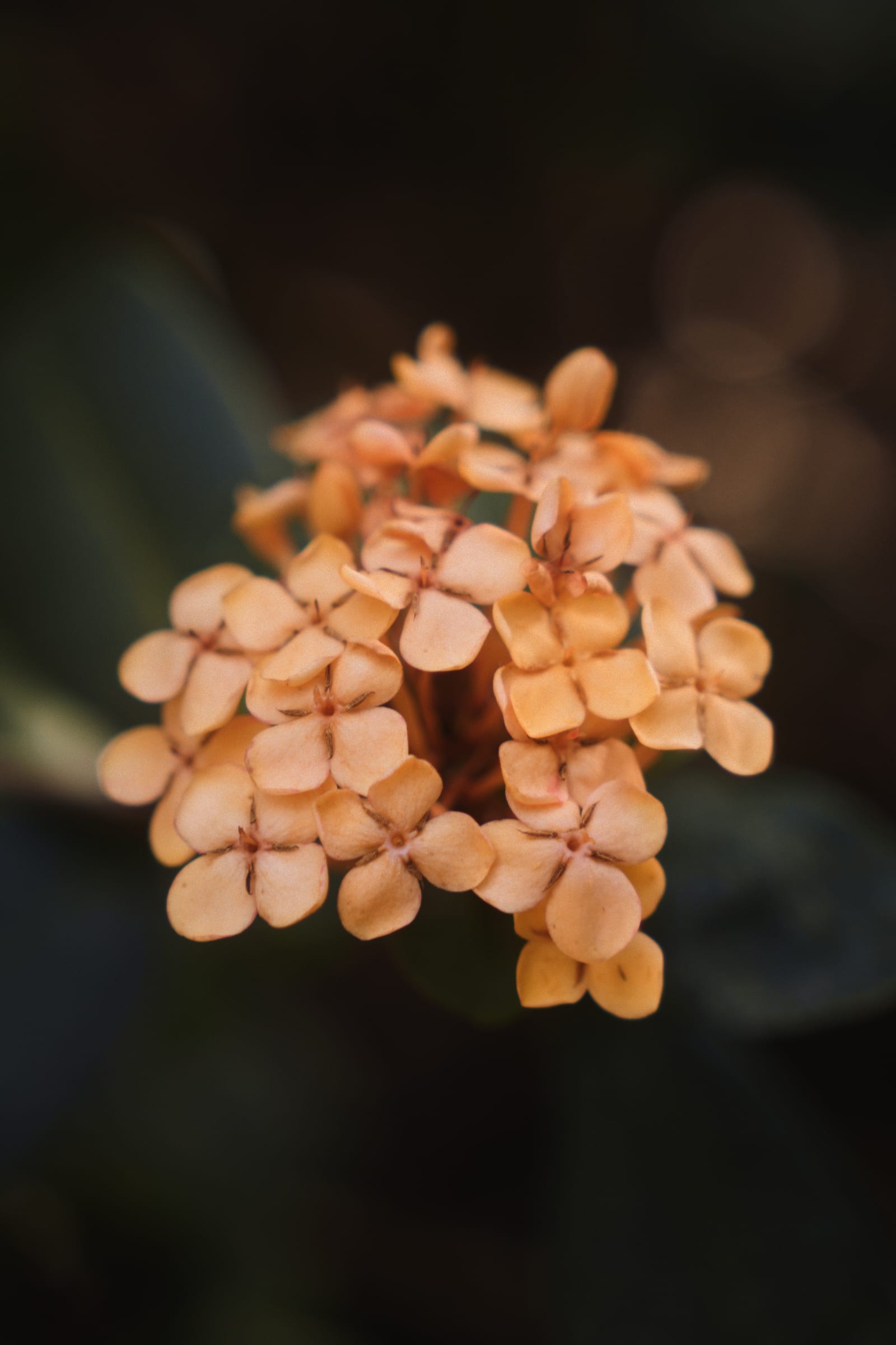 Photograph by Amir Abdur-Rahim, 2025-05-07 — ILCE-6700, 18-50mm F2.8 DC DN | Contemporary 021