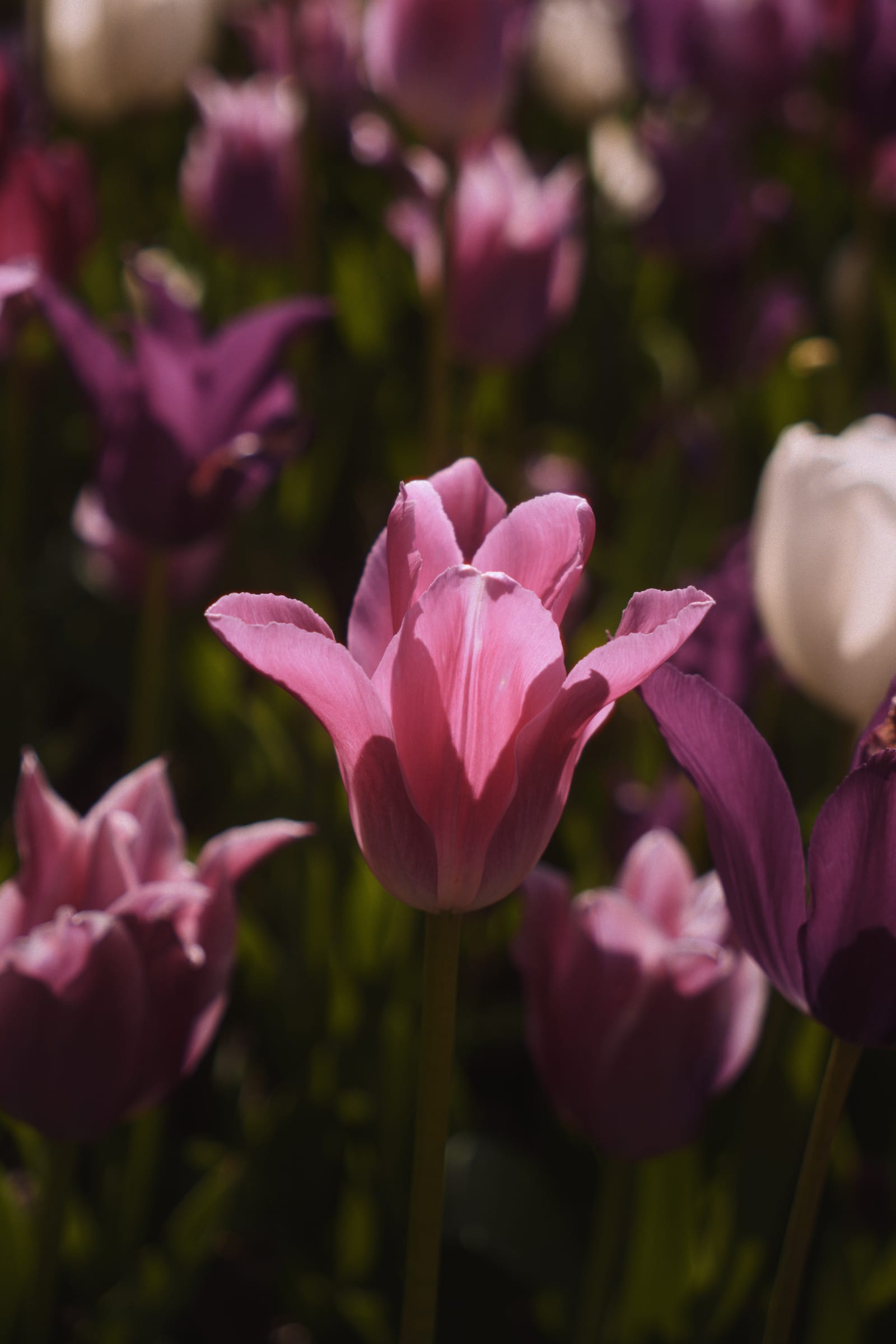 Photograph by Amir Abdur-Rahim, 2025-05-07 — ILCE-6700, 18-50mm F2.8 DC DN | Contemporary 021