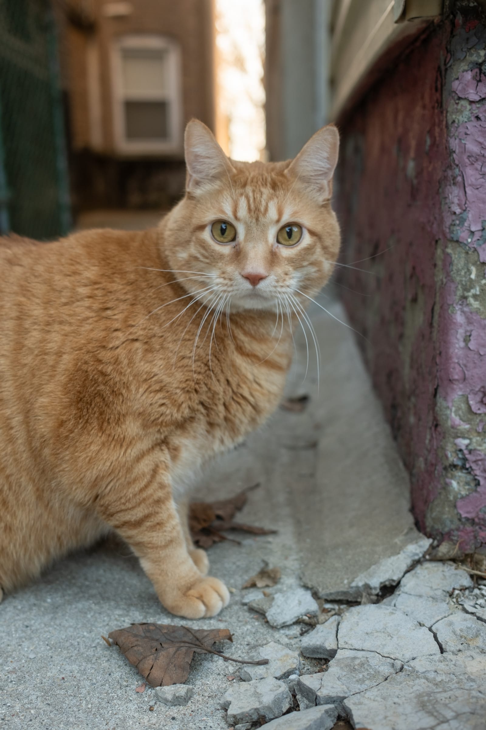 Photograph by Amir Abdur-Rahim, 2026-03-08 — X100VI, 23mm F2